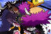 Kaido, Orochi, One Piece